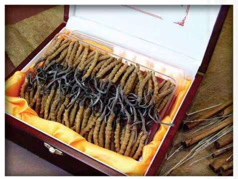 江油冬虫夏草回收